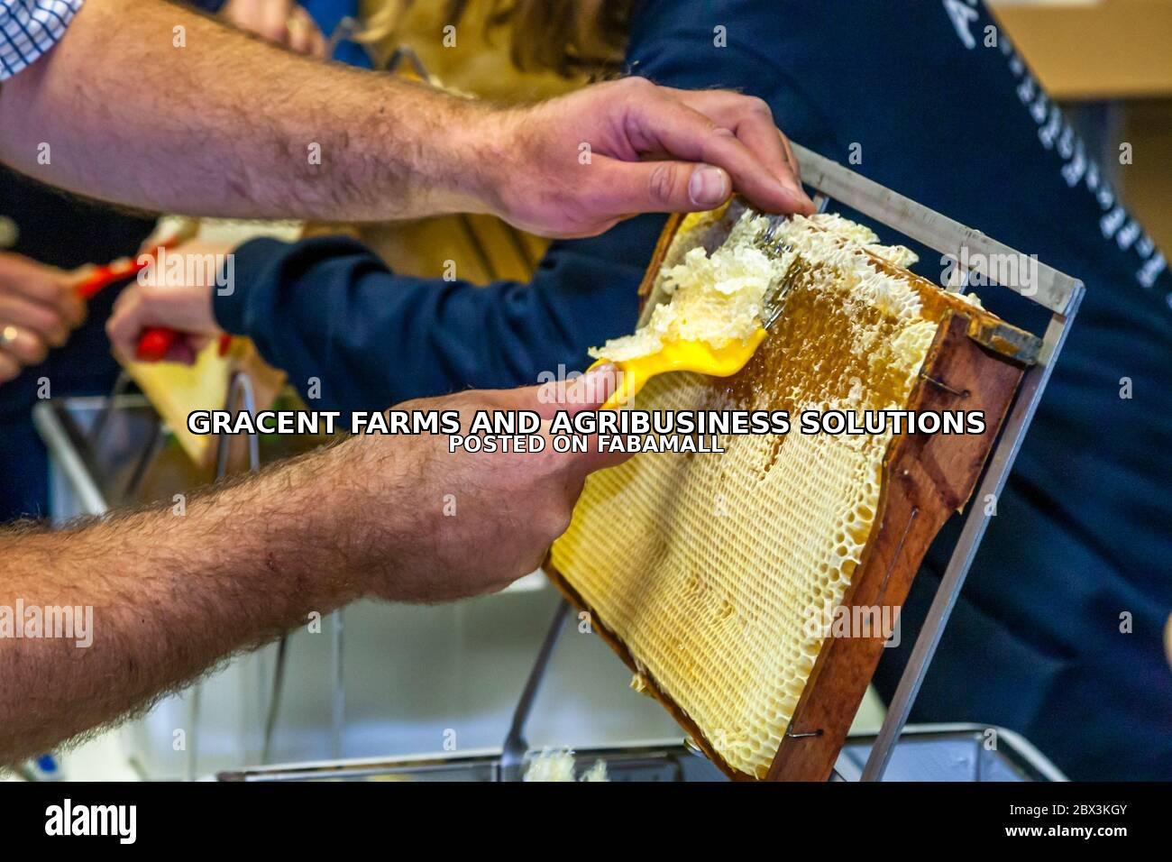 Honeycomb uncapping brush in Ghana — 7