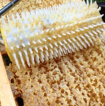 Honeycomb uncapping roller image