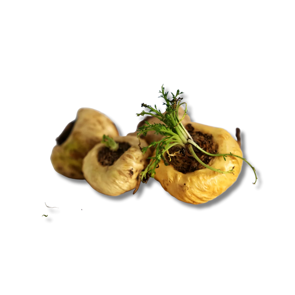 AlphaMax M+ Coffee | Supports prostate health, increase libido, boost image