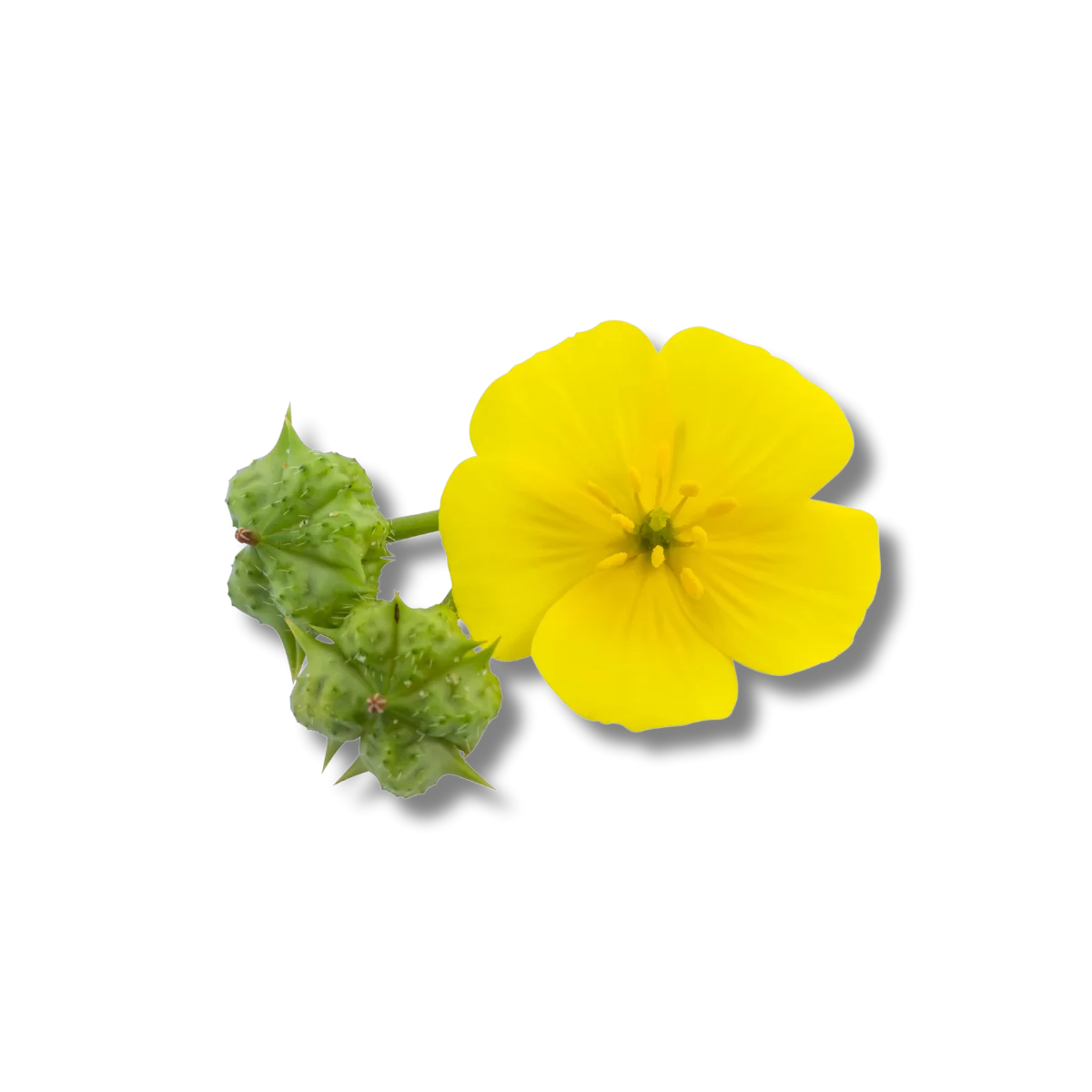 AlphaMax M+ Coffee | Supports prostate health, increase libido, boost image