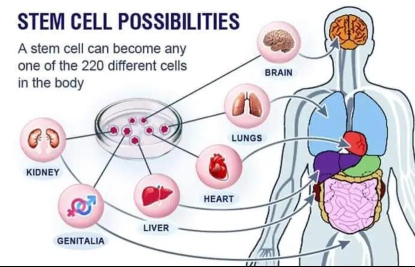 Dynace Rocenta at best price in Ghana image
