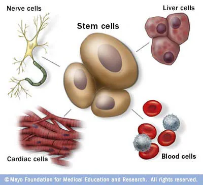 Phytoscience Double Stem Cell For All Type Of Diseases image